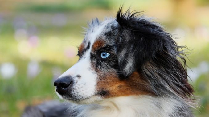 Aussie - Australian Shepherd