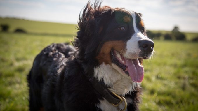 Berner Sennenhund