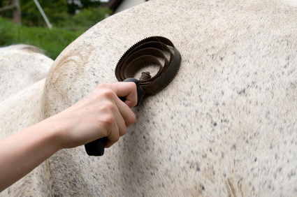 Der Fellwechsel beim Pferd