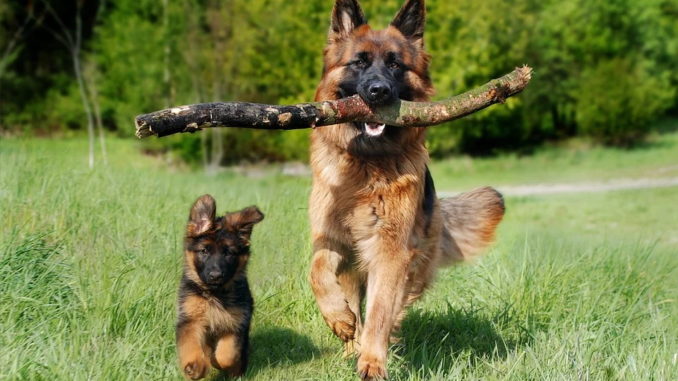 Welpe oder erwachsener Hund? HaustierHeute.de Haustiere sind die