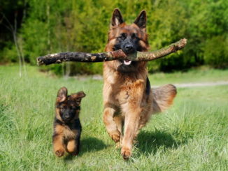 Welpe oder erwachsener Hund?