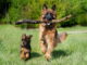 Welpe oder erwachsener Hund?