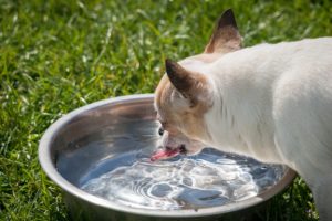 Nassfutter für Hunde - wichtig für eine abwechslungsreiche Ernährung