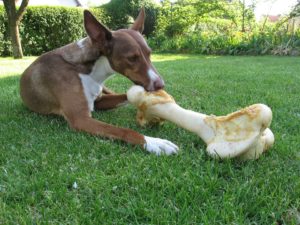 Nassfutter für Hunde - wichtig für eine abwechslungsreiche Ernährung