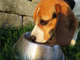Nassfutter für Hunde - wichtig für eine abwechslungsreiche Ernährung