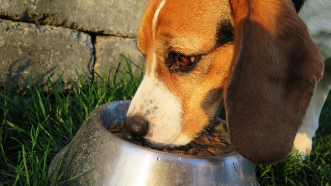 Nassfutter für Hunde - wichtig für eine abwechslungsreiche Ernährung