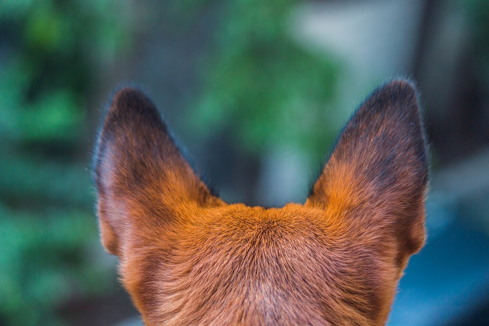 Bei Ohrentzündung des Hundes sofort zum Arzt