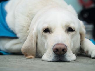 Die Hundehaftpflichtversicherung