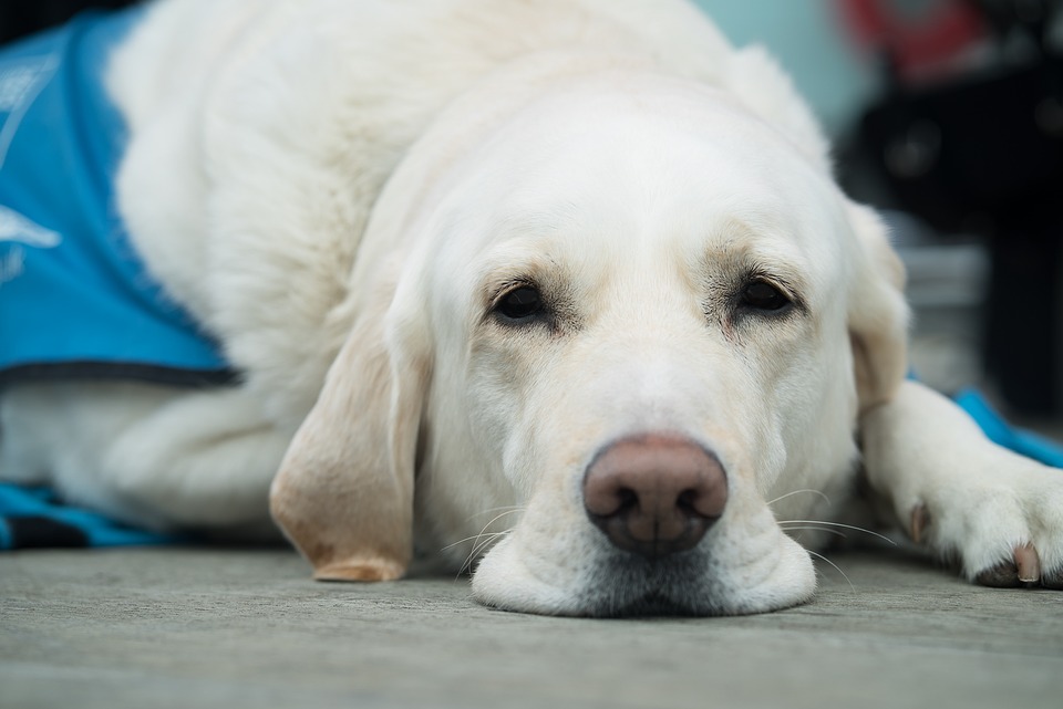 Die Hundehaftpflichtversicherung