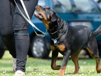 Training mit Hundespielzeug
