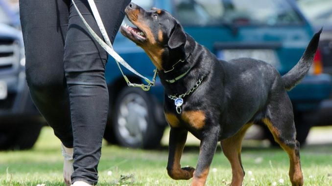 Training mit Hundespielzeug