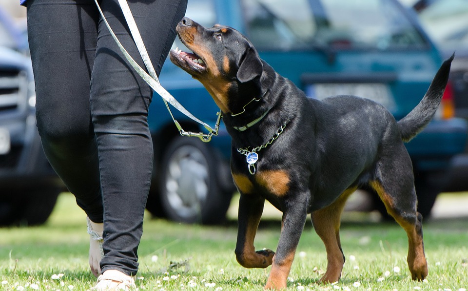 Training mit Hundespielzeug