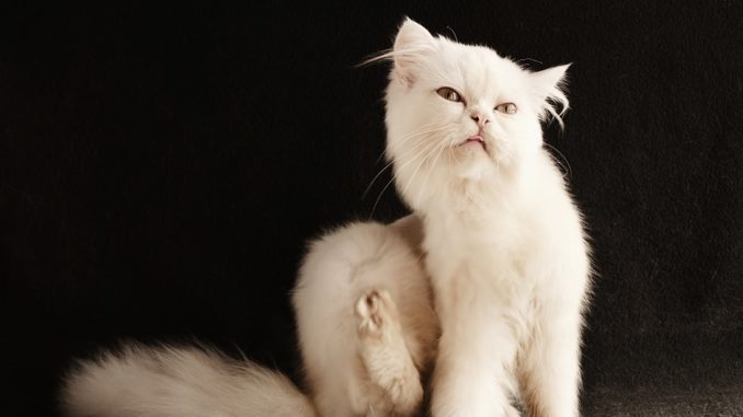 Ein Floh macht weder Hund noch Katze froh
