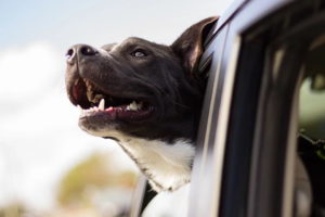 Große oder mehrere Hunde - was beim Autokauf beachten?