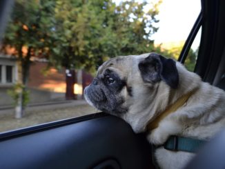 Große oder mehrere Hunde - was beim Autokauf beachten?