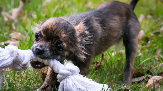 Hundespielzeug einfach selber basteln Hundespielzeug einfach selber basteln