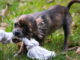 Hundespielzeug einfach selber basteln