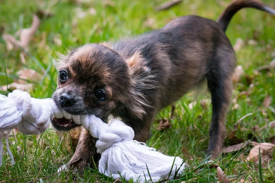 Hundespielzeug einfach selber basteln