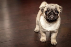 Die richtige Hundeversicherung finden