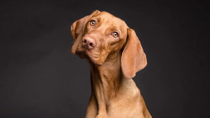 Sport und Spaß mit dem Hund