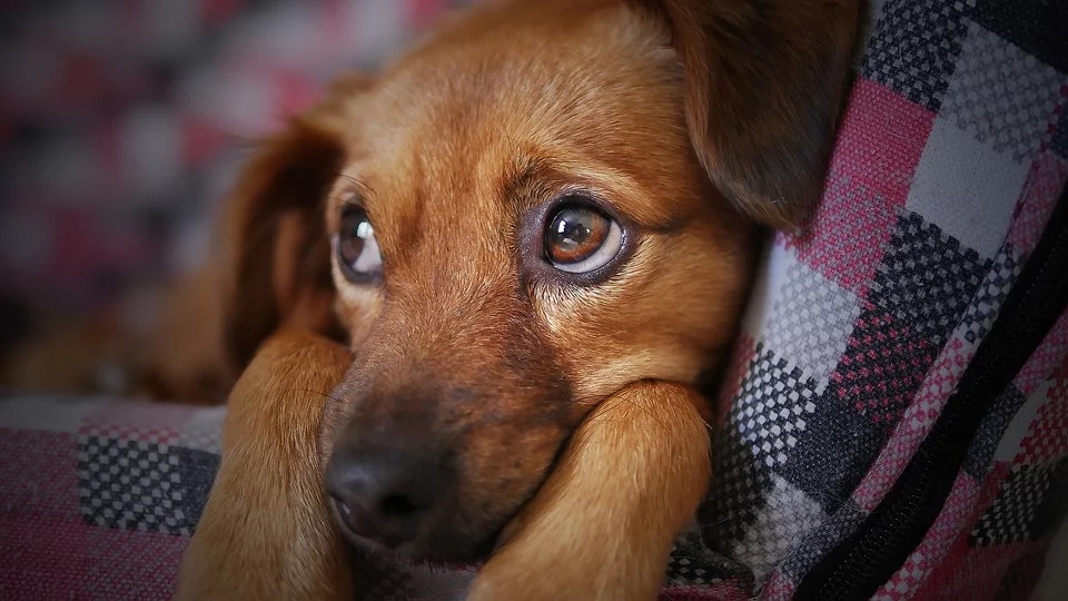 Die richtige Hundeversicherung finden