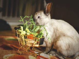 Natürliche Ernährung für gesunde Haustiere