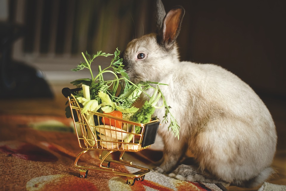 Natürliche Ernährung für gesunde Haustiere