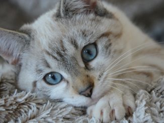 Katzen