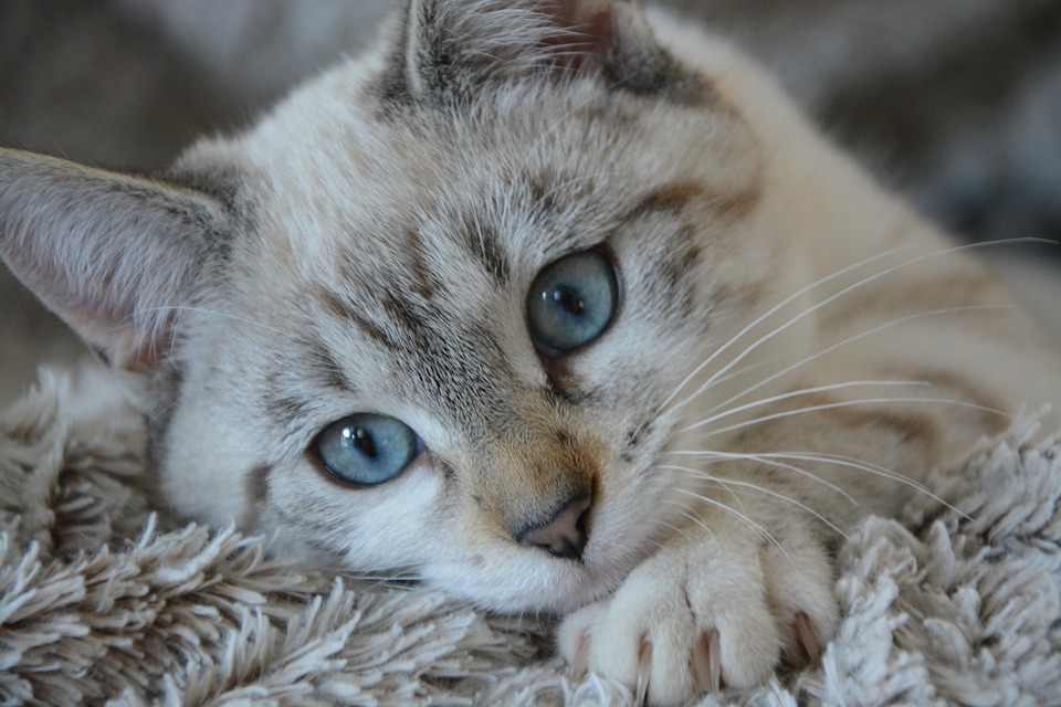 Katzen
