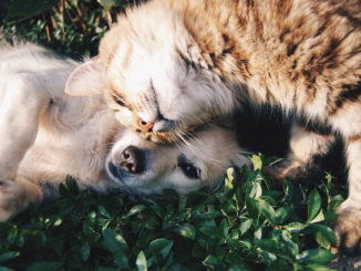 Hund oder Katze? – Was es zu beachten gibt