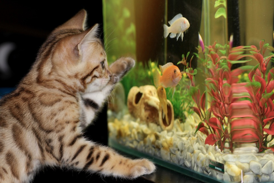 Welche tierischen Untermieter sind erlaubt?