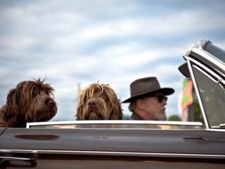 Für manche Haustiere wird die Urlaubsfahrt zum Höllentrip