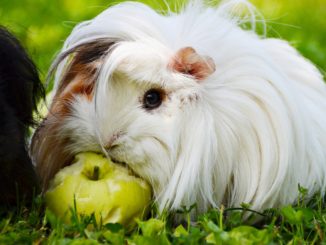 Die Haltung von Meerschweinchen