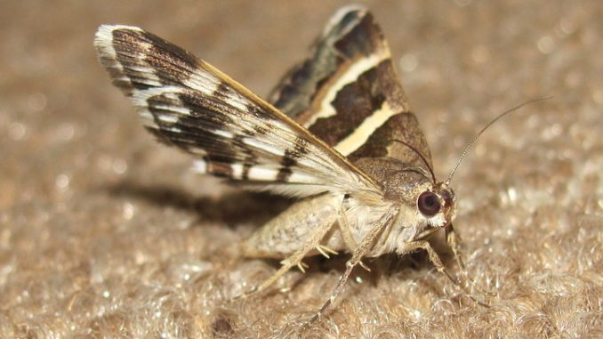 Mottenbekämpfungen in Haushalten mit Haustieren