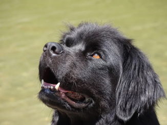 Der Neufundländer - der freundlich und ausgeglichene Familienhund
