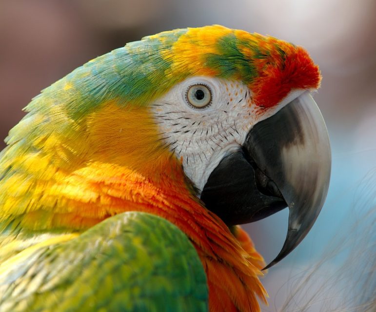 Vögel als Haustiere