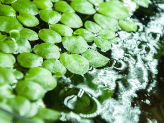 Aquarienpflanzen - Aquarium Pflanzen Prachtvolles Wassergrün
