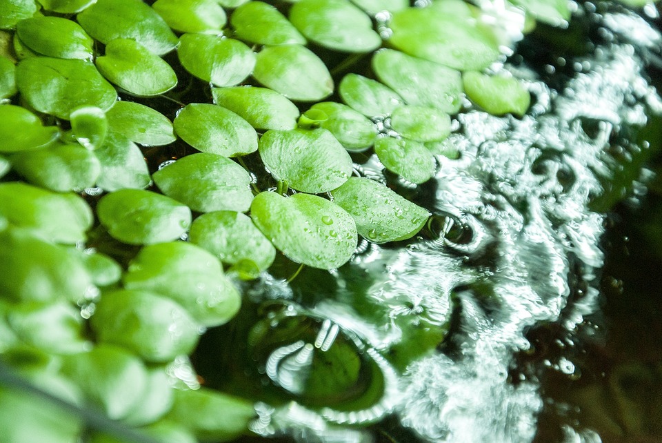 Aquarienpflanzen - Aquarium Pflanzen Prachtvolles Wassergrün