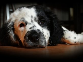 Hunderampe & Hundeleiter – die richtige Einstiegshilfe für Ihren Hund finden Erleichterung im Alltag