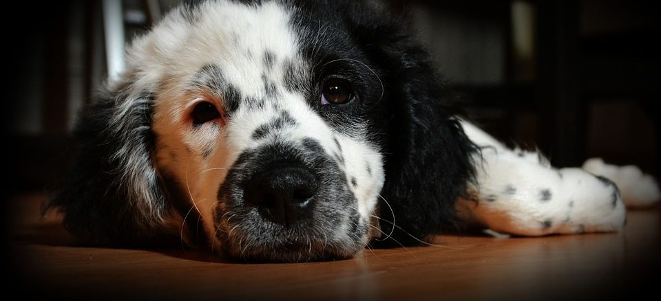 Hunderampe & Hundeleiter – die richtige Einstiegshilfe für Ihren Hund finden Erleichterung im Alltag