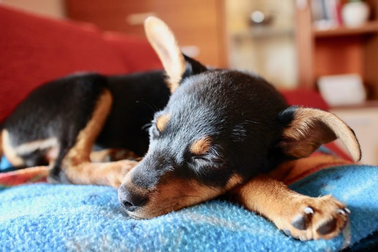 Bei Ohrentzündung des Hundes sofort zum Arzt HaustierHeute.de