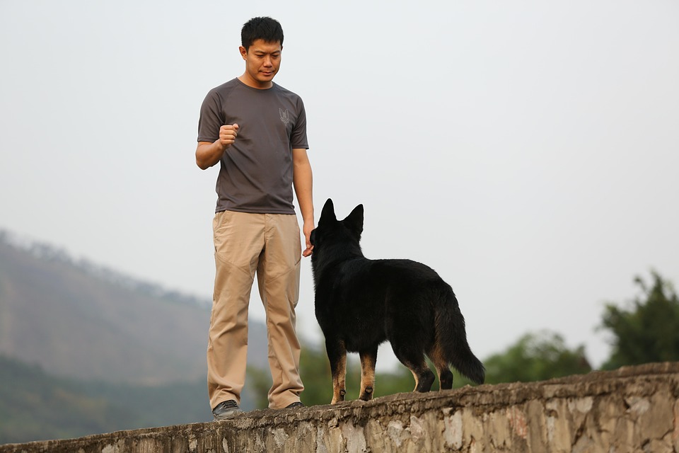 Hundetraining in der Hundeschule