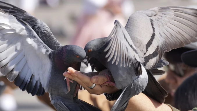 Tauben als Haustiere