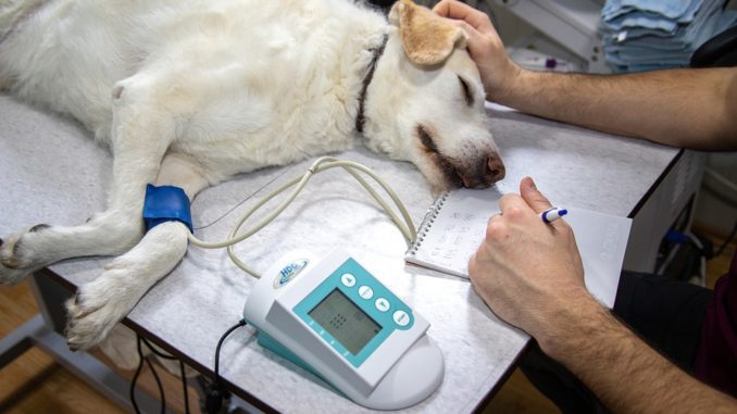 Epilepsie beim Hund ist nicht das Ende Epilepsie beim Hund ist nicht das Ende