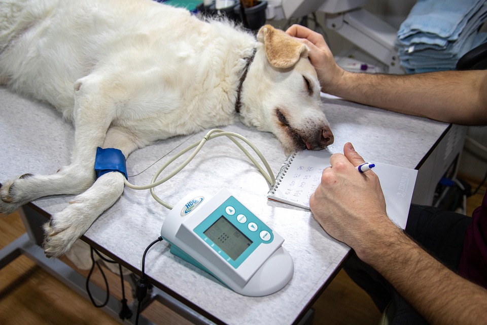 Epilepsie beim Hund ist nicht das Ende