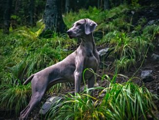 Weimaraner