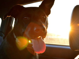 Hunde lieben Auto fahren