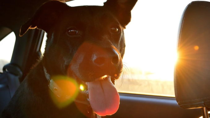 Hunde lieben Auto fahren