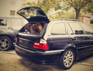 Hunde lieben Auto fahren