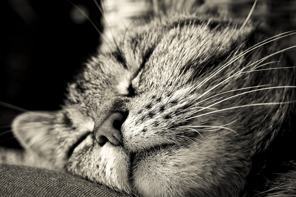 Katzensprache Die Sprache der Katzen